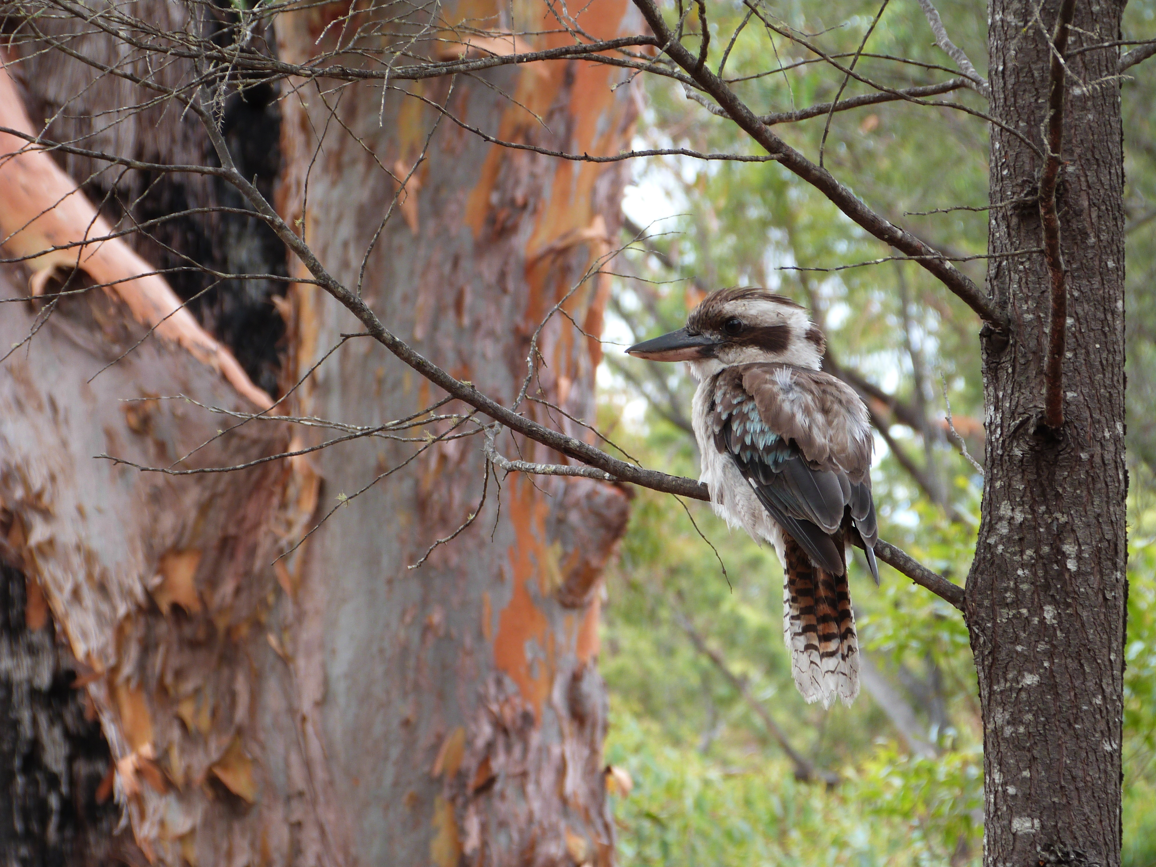 Kookaburra Kookaburra