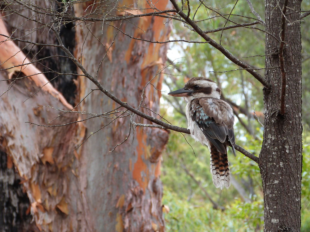 Kookaburra