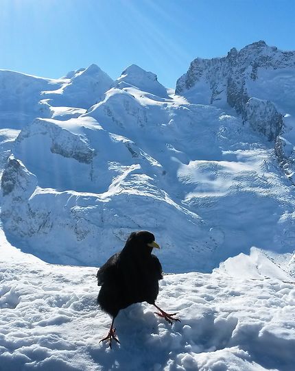 Tranquille à Zermatt en Suisse