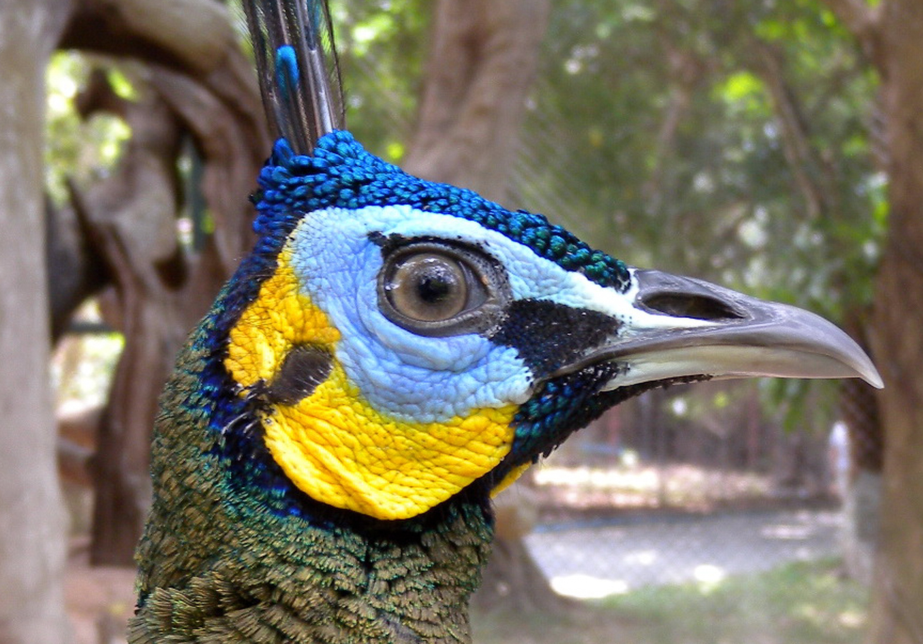 Oiseau de couleur Oiseau de couleur
