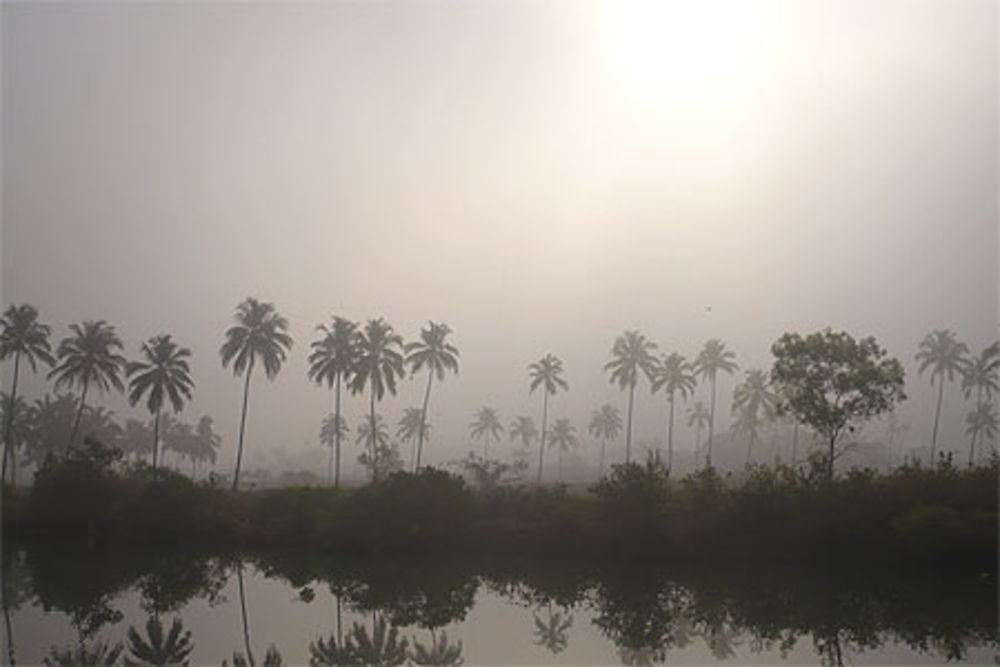 Les palmiers de Calangute