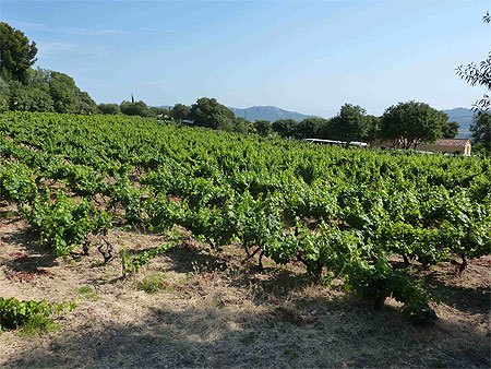 Vignes de provence Vignes de provence
