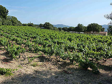 Vignes de provence