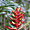 La flore Panaméenne - Los Quetzales