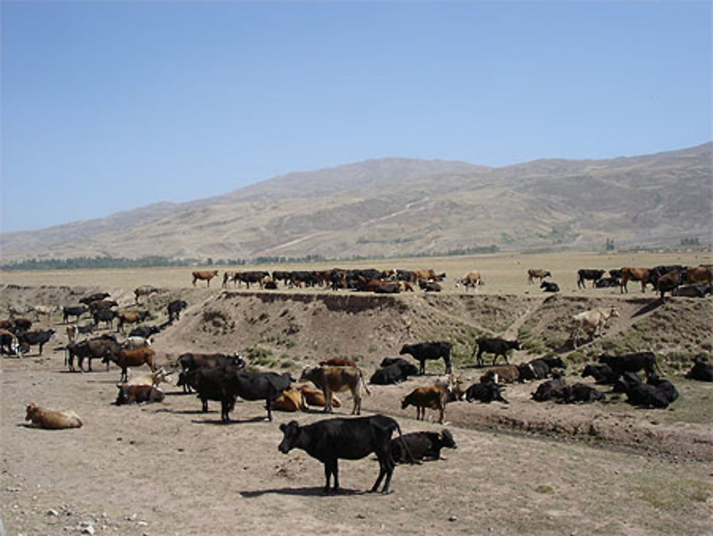 Vaches au pâturage