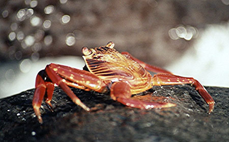 Crabe rouge Crabe rouge
