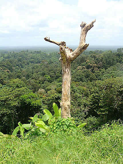 La forêt Amazonienne