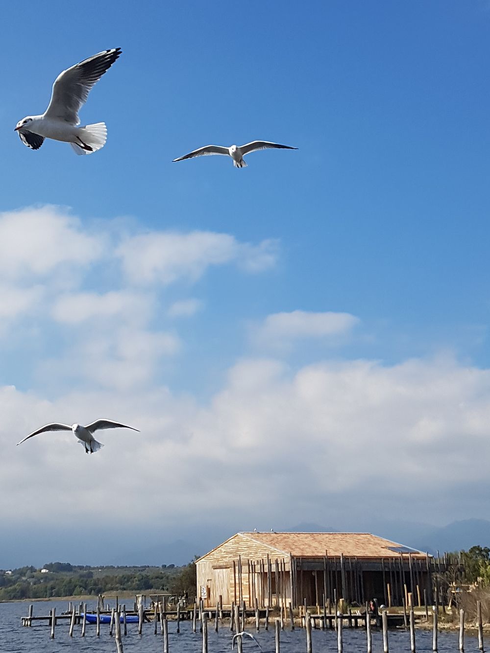 Mouettes gourmandes