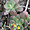 Aeonium gorgoneum, endémique du cap vert