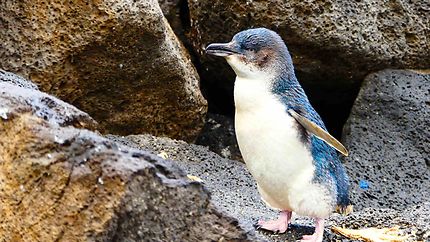 Pingouin - St Kilda Pier (jetée)