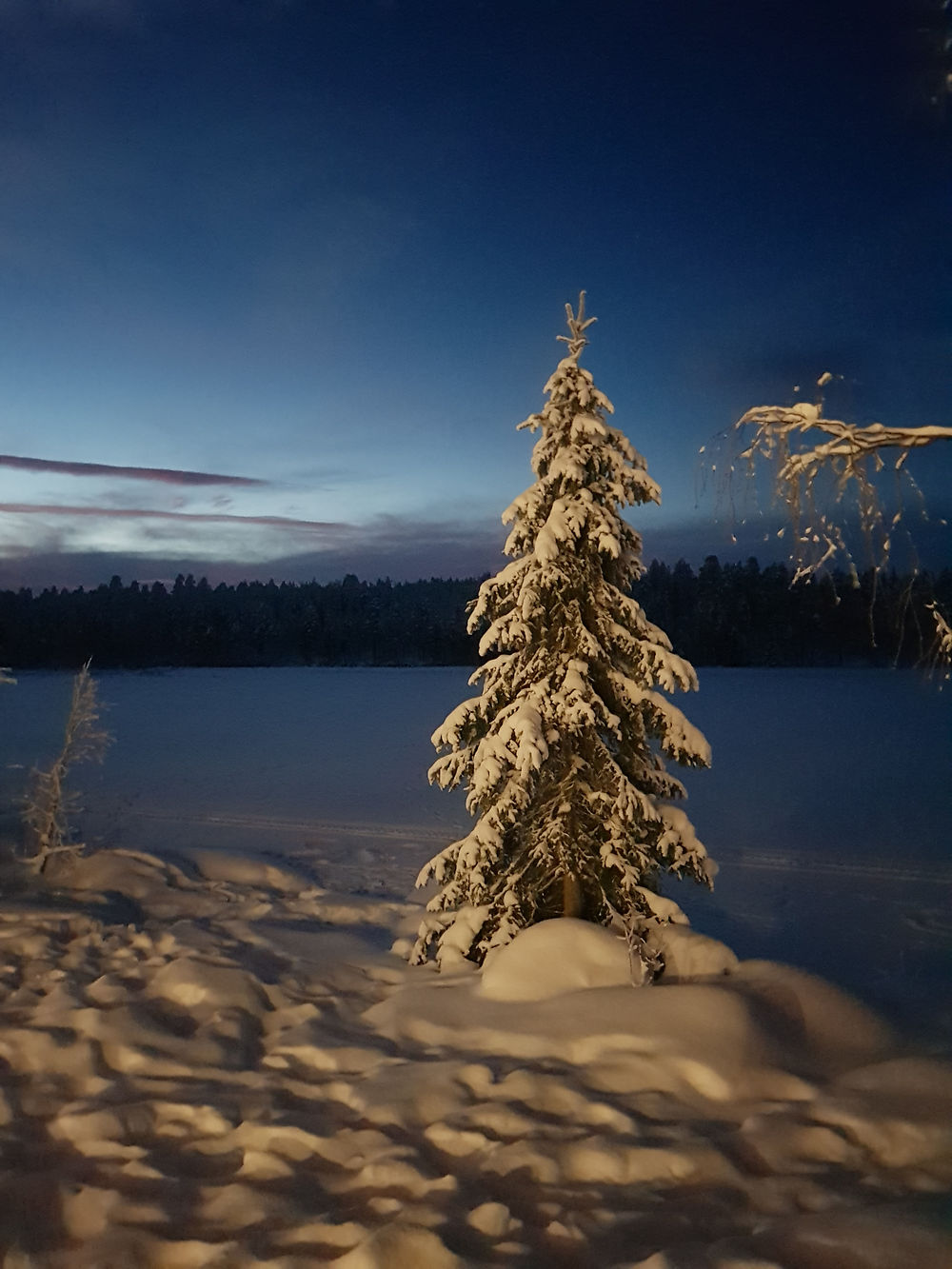 Sapin et nuit polaire sur le lac gelé