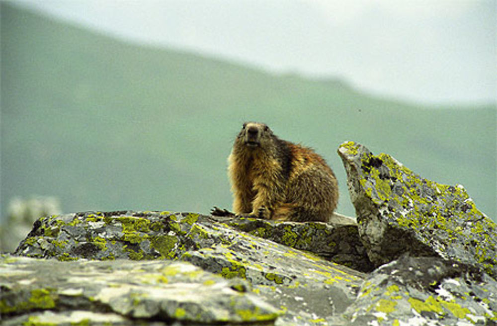 Marmotte