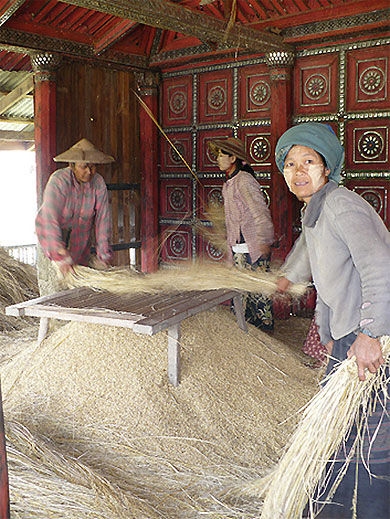 Battage du riz dans le village de Sankar