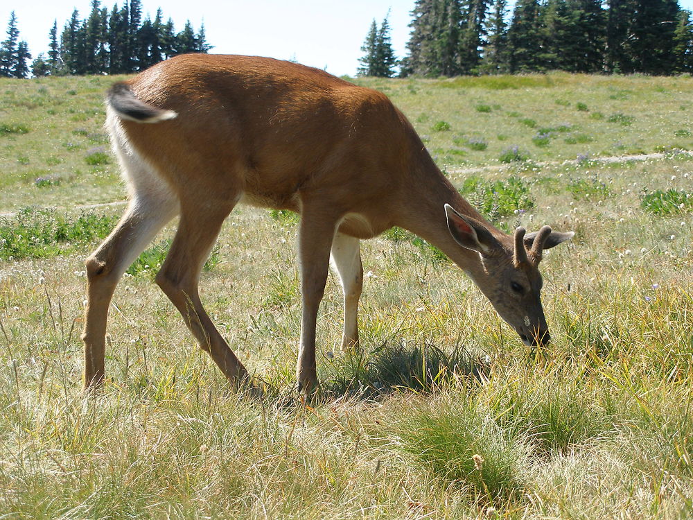 Jeune cerf à queue noire ("black tailed deer")