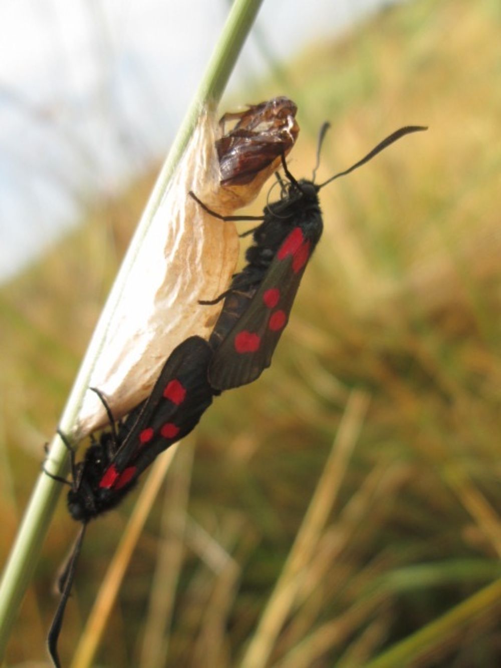 Papillon goutte de sang