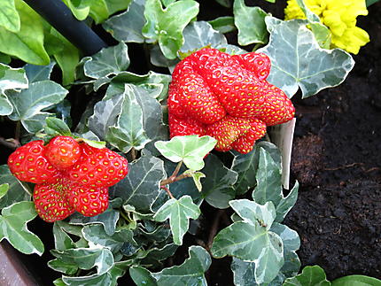 Les fraises à Mont-Joli