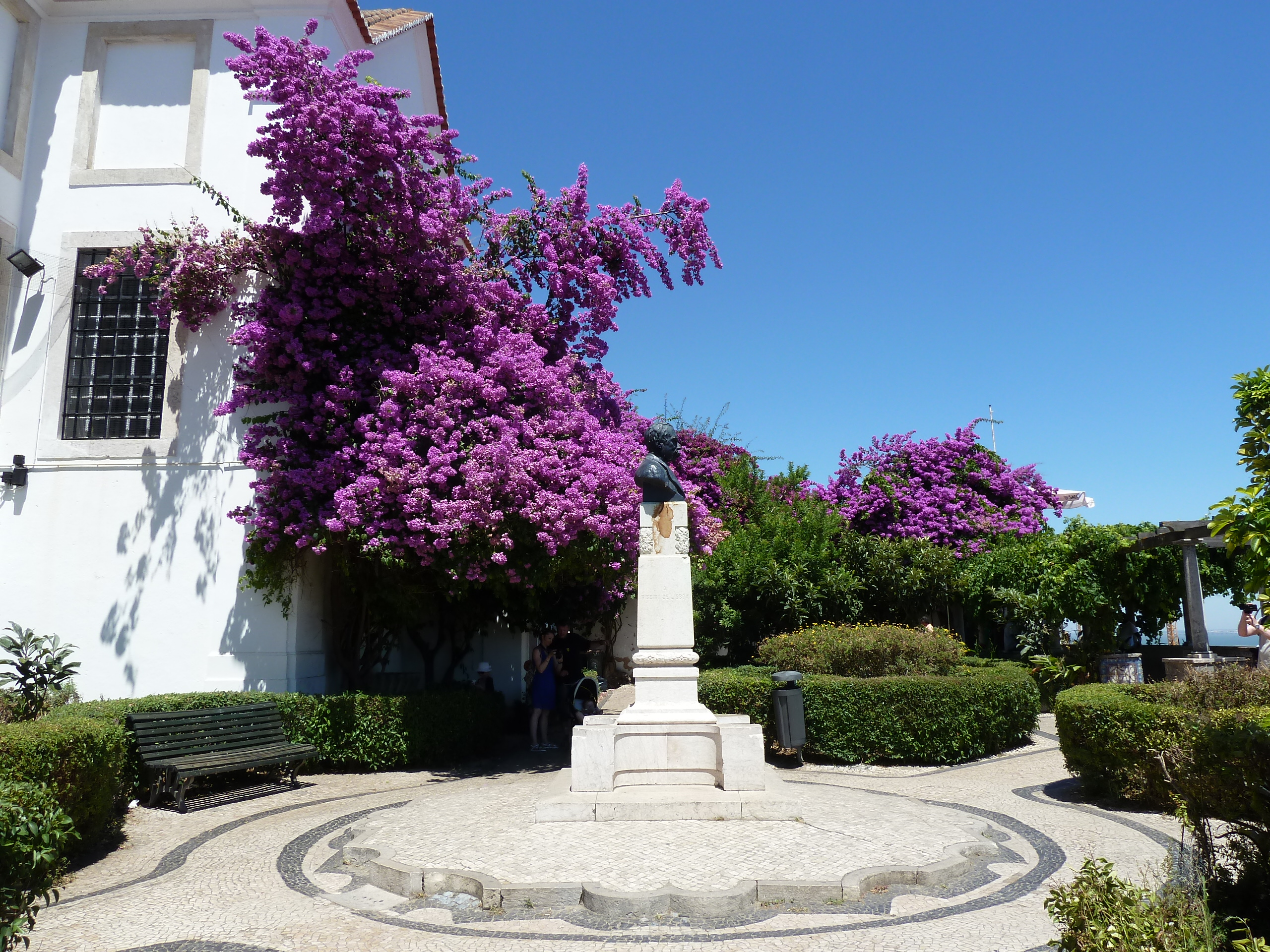 Majestueux bougainvillier Majestueux bougainvillier