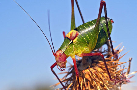 Insecte Insecte