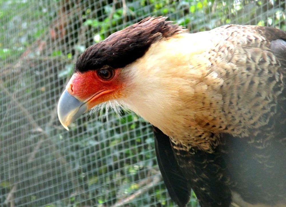 Zoo d'Anton Valley