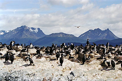 Une colonie d'albatros