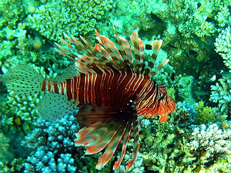 lionfish lionfish