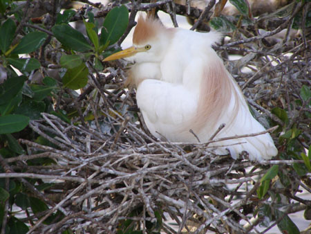 Oiseau Oiseau