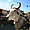 Holy cow in Jaipur