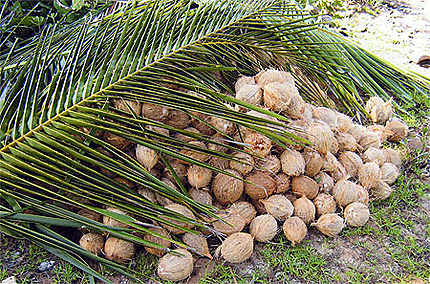 Réserve de noix de coco