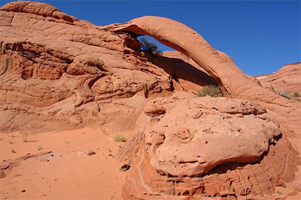 Cobra arch