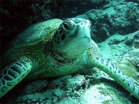 Gros plan de tortue Gros plan de tortue