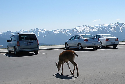 Un jeune "black tailed deer" sur le parking