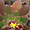 Aeonium gorgoneum, endémique du Cap Vert