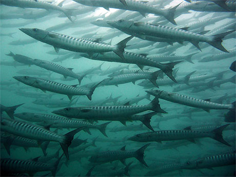 Banc de barracudas Banc de barracudas