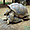 La reproduction des tortues d' Aldabra
