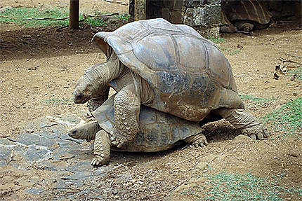 La reproduction des tortues d' Aldabra