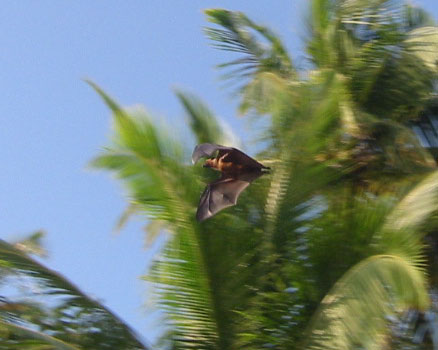 Chauve souris en plein vol