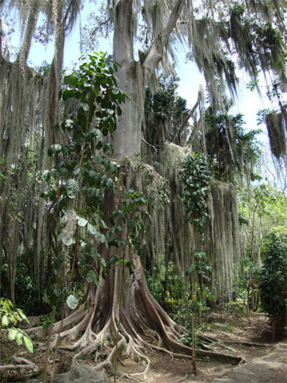 Parque El Gallineral