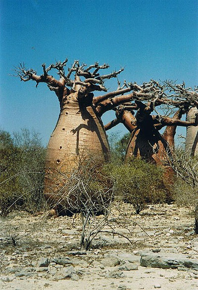 Baobabs obèses Baobabs obèses