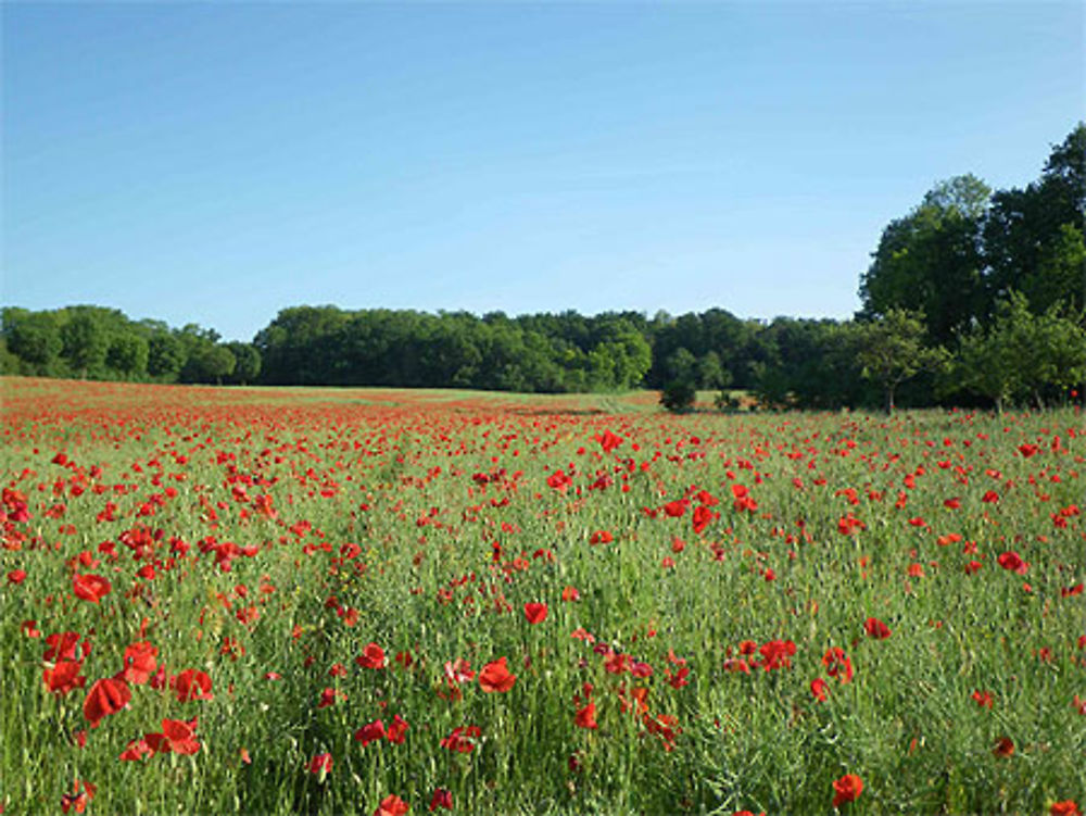 Coquelicots de Nemours