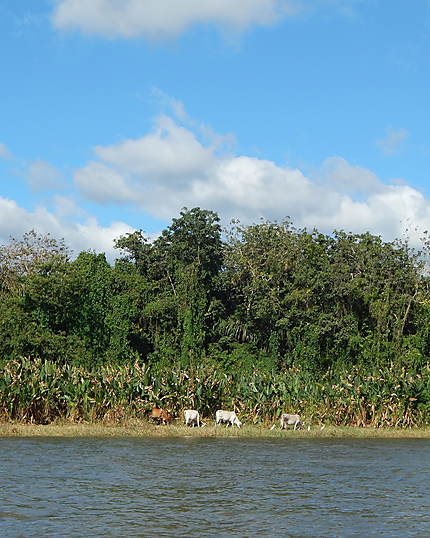 Rio San Juan - Navigation sur la rivière 