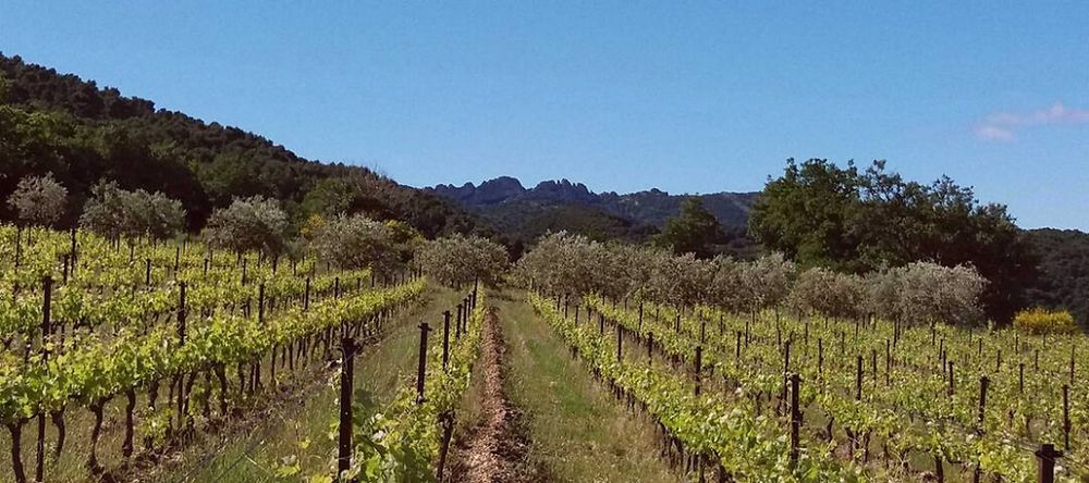 Dentelles de Montmirail depuis le vignoble