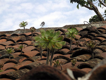 Plantes grasses poussant sur un toit