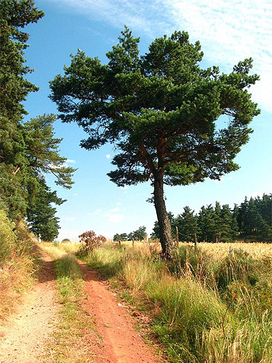 L'été au bout du chemin L'été au bout du chemin