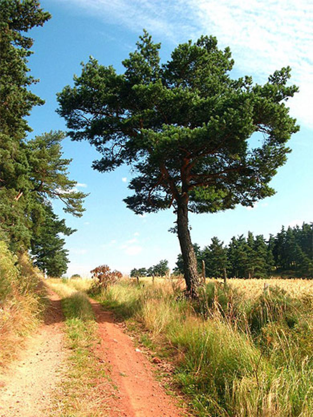 L'été au bout du chemin