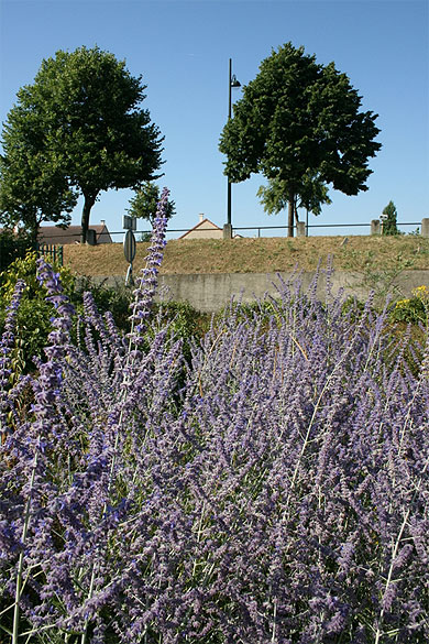 La lavande La lavande