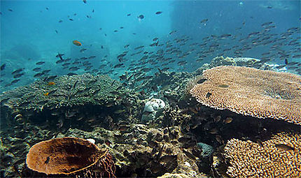 snorkeling devant Coral view