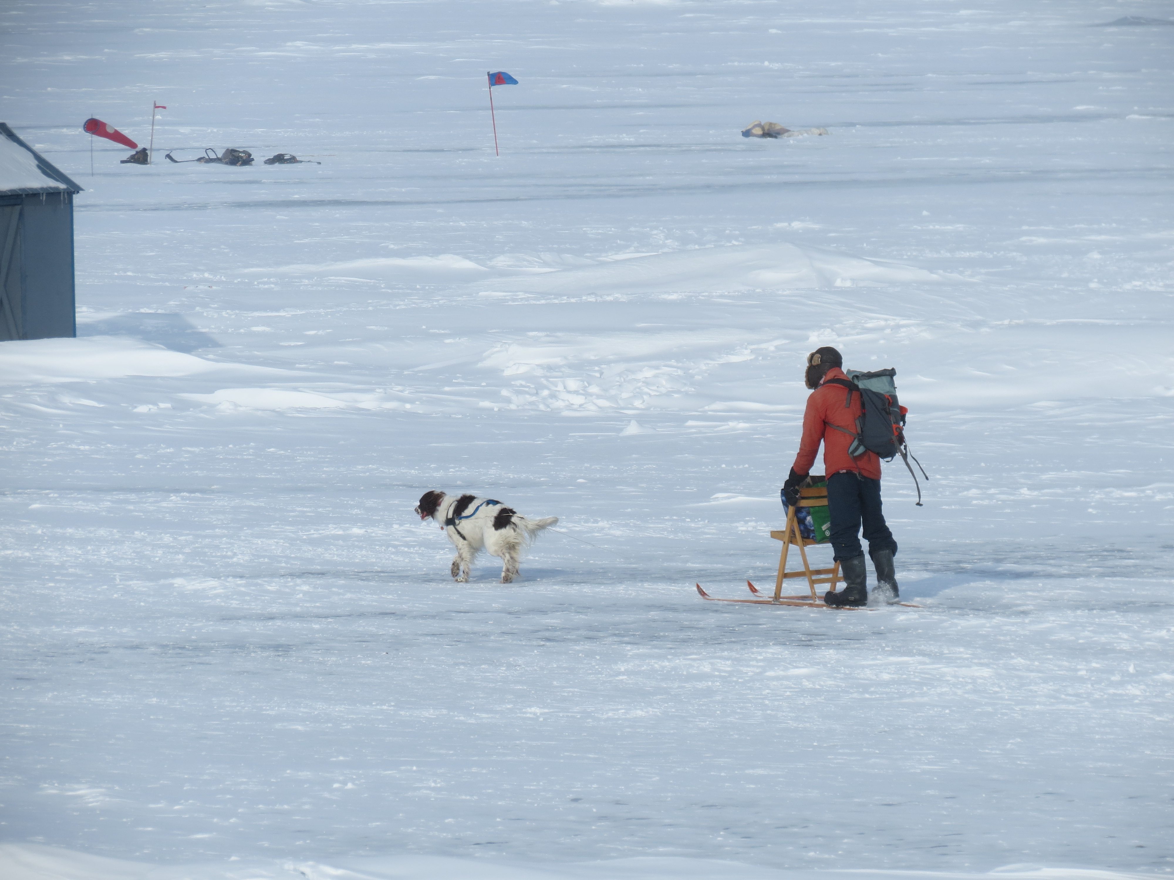 Traineau à chien à Rimouski Traineau à chien à Rimouski