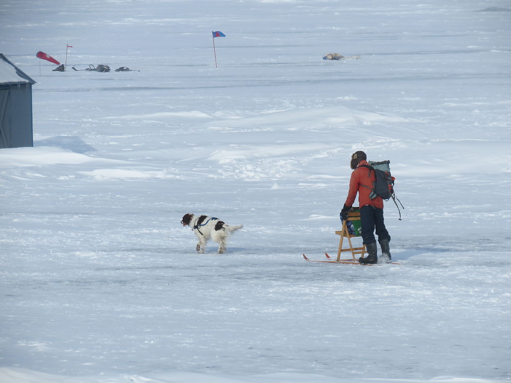 Traineau à chien à Rimouski