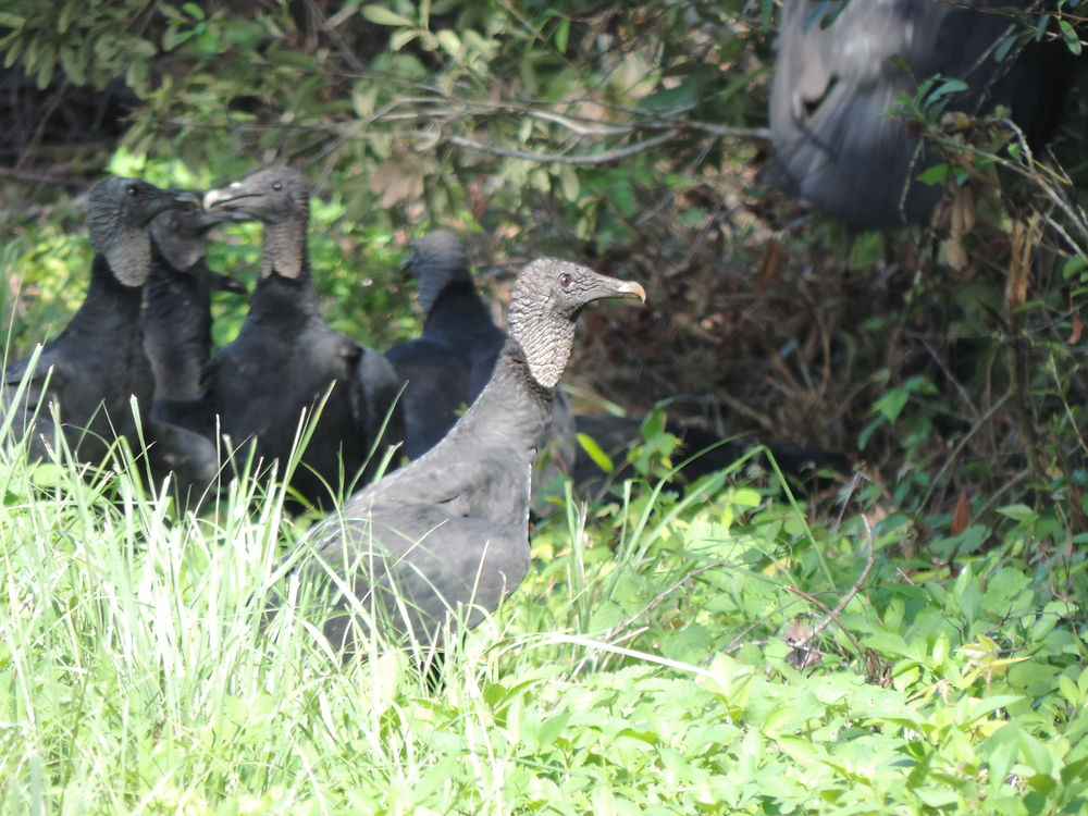 Vautour noir de Floride