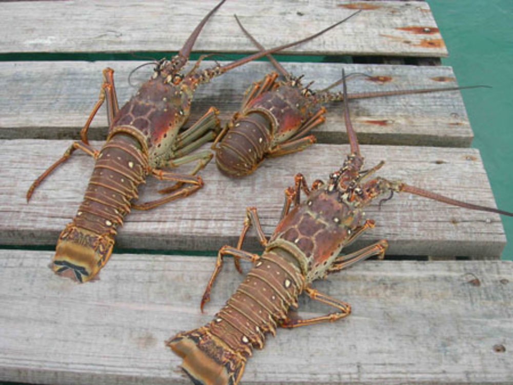 La langouste de Cuba